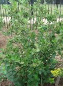 foto Flores de jardín Chokeberry Negro, Aronia blanco