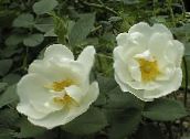 white Rosa