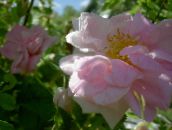 foto Flores do Jardim Rosa rosa