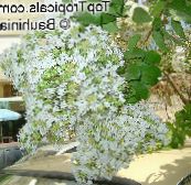 fotografie Zahradní květiny Krep Myrta, Lagerstroemia indica šeřík