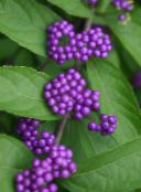 lilac Beauty berry