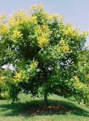 gelb Goldenen Regen Baum, Panicled Goldenraintree
