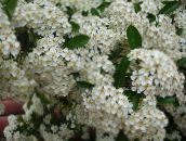 fotografie Zahradní květiny Šarlatový Šarlatová, Pyracantha coccinea bílá