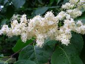 фото Садовые цветы Сирень амурская (Трескун амурский), Syringa amurensis белый