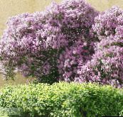 lilac Hungarian Lilac