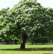 foto Aed Lilled Lõuna Catalpa, Catawba, India Bean Tree, Catalpa bignonioides valge
