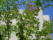 foto Dārza Ziedi Zelta Rasa Kritums, Debesis Ziedu, Baložu Ogu, Duranta erecta, Duranta plumieri gaiši zils