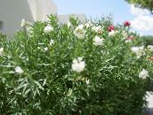 white Oleander