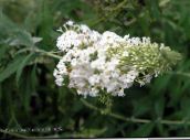 white Butterfly Bush, Summer Lilac