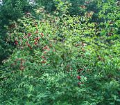 zdjęcie Ogrodowe Kwiaty Wspólne Starszy, Starszy Czerwonej Berried, Sambucus czerwony
