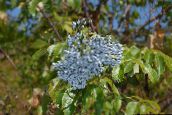 φωτογραφία Λουλούδια κήπου Σαμπούκο, Κόκκινο-Εγκύων Γέροντας, Sambucus γαλάζιο