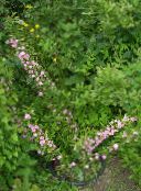 pink Cerasus grandulosa