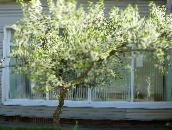 foto Flores de jardín Guinda, Pastel De Cereza, Cerasus vulgaris, Prunus cerasus blanco