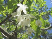 照片  银铃，雪花莲树，, Halesia 白