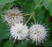 fotografija Vrtno Cvetje Buttonbush, Medu Zvonci, Honeyball, Gumb Vrba, Cephalanthus bela