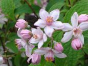 照片 园林花卉 溲疏, Deutzia 粉红色