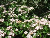 φωτογραφία Λουλούδια κήπου Kousa Κρανιά, Κινέζικα Κρανιά, Ιαπωνική Κρανιά, Cornus-kousa λευκό