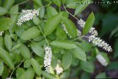 ფოტო ბაღის ყვავილები Waxflower, Jamesia americana თეთრი