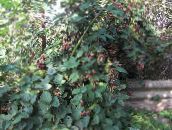 ფოტო ბაღის ყვავილები Blackberry, მაყვალმა, Rubus fruticosus თეთრი