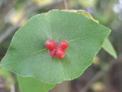 foto Have Blomster Gul Vin Kaprifolium, Lonicera prolifera rød