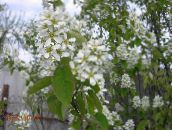 フォト 庭の花 シャッドブッシュ、雪のMespilus, Amelanchier ホワイト
