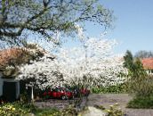 ფოტო ბაღის ყვავილები Shadbush, თოვლიანი Mespilus, Amelanchier თეთრი