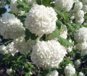 фото Садовые цветы Калина, Viburnum белый