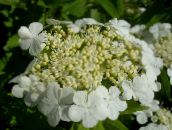 photo les fleurs du jardin Viburnum Européen De Canneberge, Européen Brousse Boule De Neige, Guelder Rose blanc