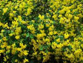 fotografie Zahradní květiny Senna Močového Měchýře, Colutea žlutý