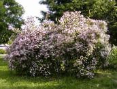 kuva Puutarhakukat Kauneus Bush, Kolkwitzia pinkki