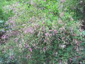 フォト 庭の花 低木ブッシュクローバー, Lespedeza ピンク