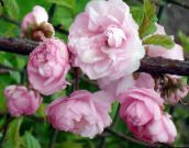 rosa Doppelblütenkirsche, Blühende Mandel