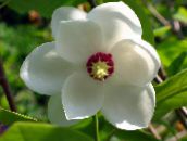 white Magnolia