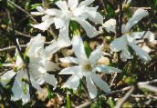 fénykép Kerti Virágok Magnólia Növény, Magnolia fehér