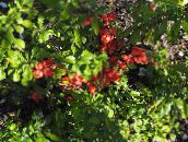 red Flowering quince