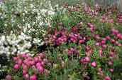 bilde Hage Blomster Chilenske Vinter, Pernettya, Gaultheria mucronata hvit