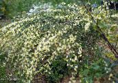 φωτογραφία Λουλούδια κήπου Σκούπα, Cytisus κίτρινος