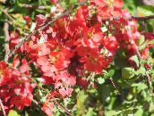 foto I fiori da giardino Mela Cotogna, Chaenomeles-japonica rosso
