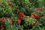 ფოტო ბაღის ყვავილები კომშის, Chaenomeles-japonica წითელი