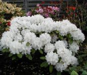 white Azaleas, Pinxterbloom