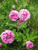 foto Aed Lilled Rannas Tõusid, Rosa-rugosa roosa