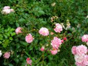 pink Polyantha rose