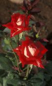 rot Grandiflora Rose