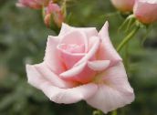 pink Hybrid Tea Rose