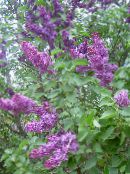 lila Gewöhnlicher Flieder, Französisch Lilac