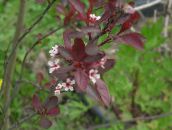 foto Aed Lilled Prunus, Ploomipuu valge