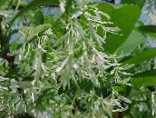 ფოტო ბაღის ყვავილები Fringe ხე, მოხუცი წვერი, Grancy Graybeard, Chionanthus თეთრი