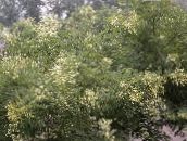 照片 园林花卉 日本宝塔树，国槐, Sophora 白