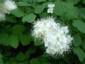 foto Flores de jardín Spirea, Velo De Novia, Maybush, Spiraea blanco