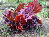 burgundy,claret Rhubarb, Pieplant, Da Huang Leafy Ornamentals
